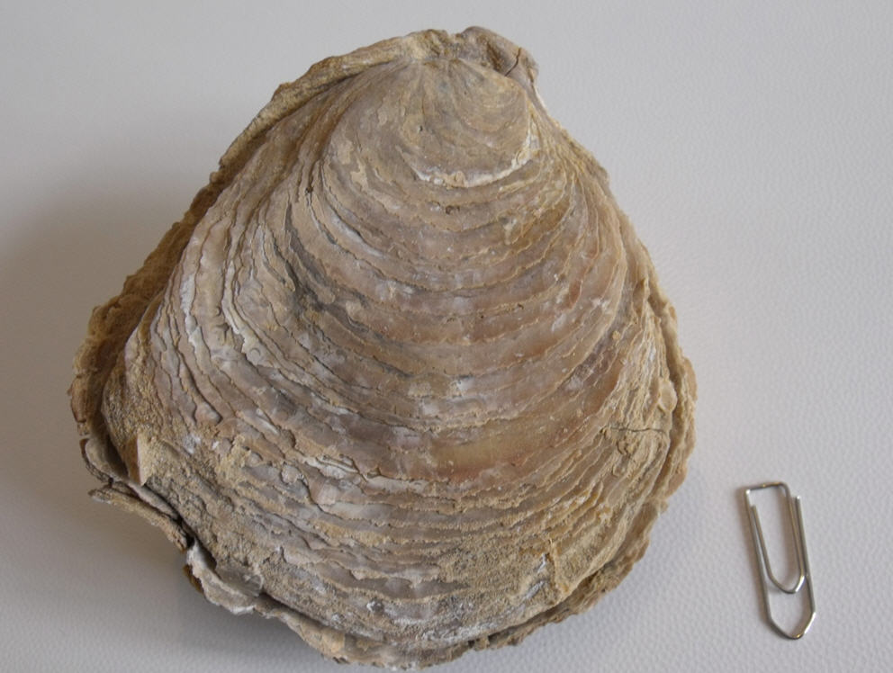 Ostrea edulis?